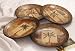 Set of 4 Decorative Tropical Ceramic Palm Tree Plates