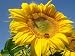 Dwarf Incredible Sunflower 20 Seeds 750 Milligrams