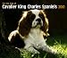 Cavalier King Charles Spaniels, For the Love of 2010 Deluxe Wall