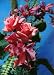 3D Lenticular POSTCARD-ROSES & ORCHIDS