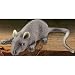 Realistic Full Size Rubber Mouse Halloween Gag