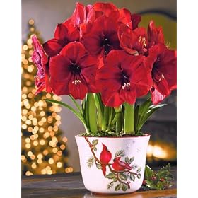 Jackson & Perkins Red Lion Amaryllis Trio in a Winter Cardinal Cachepot