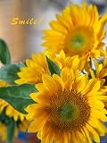 Smile: Sunny Sunflower Botanical Photographic Poster Print by Nicole Katano, 12x16