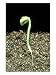 Bean Germinating Note Roots Hypocotyl, Cotyledons & Seed Coat Photographic Poster Print by David M. Dennis, 12x16