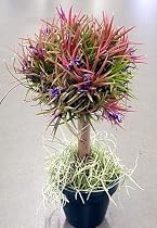 Bonsai Topiary Airplant Tree - For Office/Dorm/Home - Tillandsia