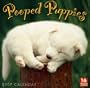 Pooped Puppies 2007 Calendar: 16 Month Calendar