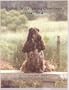 English Cocker Spaniel Champions, 1984-2004