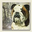 AbsorbaStone Coaster set~ Bulldog ~4 Tile Drink Coasters ~ code 844C