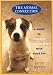 Animal Connection, The: A Guide to Intuitive Communication with Your Pe
