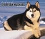 For the Love of Siberian Huskies 2007 Deluxe Calendar