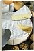 French Brie cheese - 20 Inch Canvas Print (51 cm) by Robert Harding