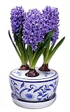 3 Delft Blue Hyacinths Holiday Bulbs in Ceramic Decorated Planter