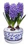 3 Delft Blue Hyacinths Holiday Bulbs in Ceramic Decorated Planter