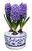Outdoor Living : 3 Delft Blue Hyacinths Holiday Bulbs in Ceramic Decorated Planter