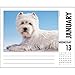 Just Westies Desk Calendar