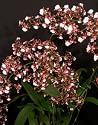 Oncidium Sharry Baby 'Sweet Fragrance' (The Chocolate Orchid)