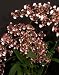 Oncidium Sharry Baby 'Sweet Fragrance' (The Chocolate Orchid)
