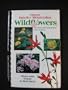 Great Smoky Mountains Wildflowers: When & Where to Find Them