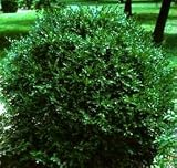 American Boxwood Lot of 10 in quart containers
