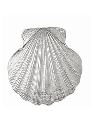 Clevereves 14K White Gold Pendant Shell 14.9 - Gram(s)