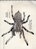 The tarantula classification and identification guide