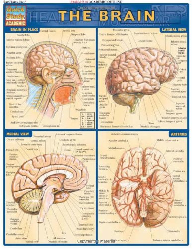 Brain (Quickstudy: Academic)