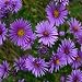 Aster - New England - 1000 Seeds