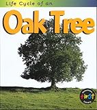 Life cycle of an oak tree