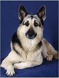 Pet Star Notecards - German Shepherd