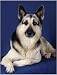 Pet Star Notecards - German Shepherd