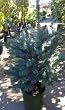 Colorado Blue Spruce Tree "Fat Albert" Two Gallon