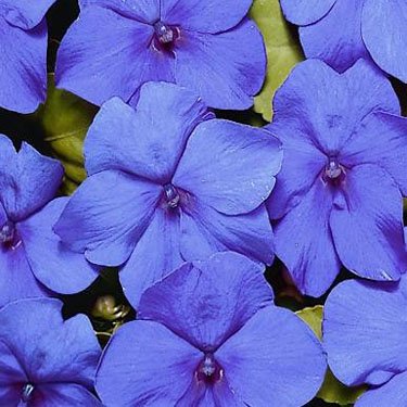 Outsidepride Impatiens Blue - 100 Seeds Outsidepride Impatiens Blue - 100 Seeds