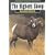 The Bighorn Sheep (Wildlife of North America)