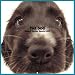 Artlist Collection the Dog 2005 Calendar English Cocker Spaniel (Multilingual Edition)
