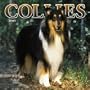 Collies 2005 Wall Calendar