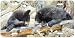 Double Dare - Bears - Wildlife Decor Art Print - License Plate Tag By Carl Brenders F...