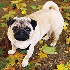 I LOVEパグカレンダー2015 ([カレンダー])