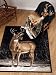Winter Buck | Luxury Acrylic | Throw Blanket