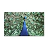 38.5 x24.5 Wall Vinyl Sticker Peacock with Beautiful Plumage (Feathers)