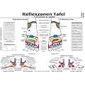 Fussreflexzonen Tafel. Fussr�cken & Seiten. DIN A3