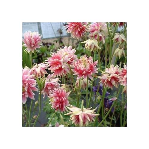 Pink Columbine Perennial Flower Seeds Pink Columbine Perennial Flower Seeds