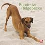 Rhodesian Ridgebacks 2010 Square Wall (Multilingual Edition)