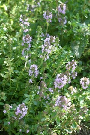 Pflanzenset: 3 x Thymus x citriodorus - Zitronenthymian