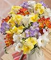 Fragrant Freesias