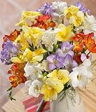 Fragrant Freesias