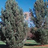 Perennial Plants - Columnar Eastern White Pine
