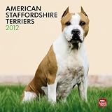 American Staffordshire Terriers 2012 Square 12X12 Calendar