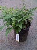 Leather Fern One Gallon Plant Leather Fern One Gallon Plant