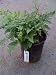 Leather Fern One Gallon Plant