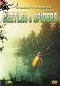 Wildlife Stories - The Whole Story: Beetles & Spiders